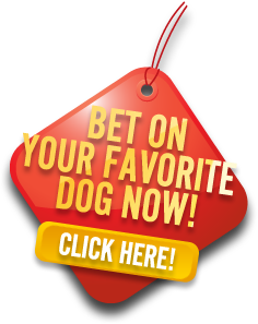 Bet On Your Favorite Dog Now!